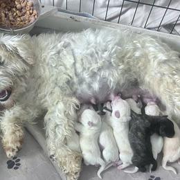 Duchess - Miniature Schnauzer