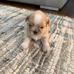 Mylo - Cream and white male Shih Tzu puppy in Orlando, Florida from Shih Tzu Puppy in Orlando