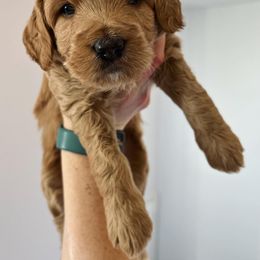 Goldendoodle Puppies from Millie Billie Doodles