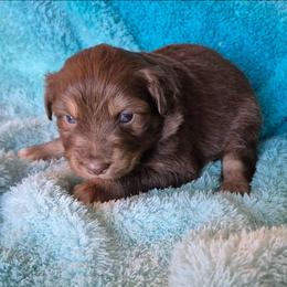 Hudson - Red tri-color male Australian Shepherd puppy in Harrodsburg, Kentucky from Triple M Aussies