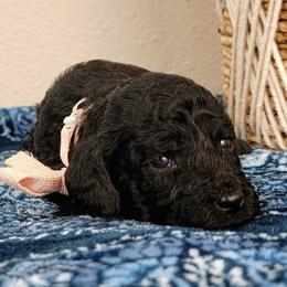 Violetta - Black female Bernedoodle puppy in Temecula, California from Oodles O'Doodles