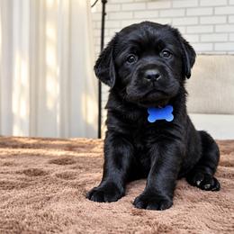 Blue Collar - Black female Labrador Retriever puppy in Charlotte, North Carolina from Patton Premier Labradors