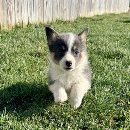 Snowy Owl - Black and tan female Pembroke Welsh Corgi puppy in Ashland, Ohio from SS Australian Shepherds