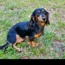Bella - Dachshund