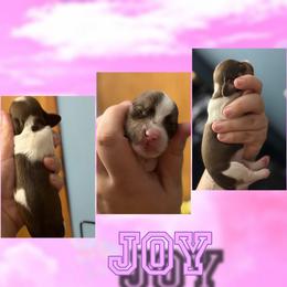 Joy - Piebald female Dachshund puppy in Brazil, Indiana from King Duke Dachshunds