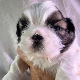Pumpkin - Gold and white male Shih Tzu puppy in Winston Salem, North Carolina from Little Miracles Shih Tzu