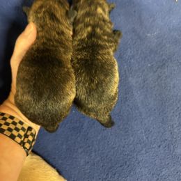 Girl 6 - Brindle female Scottish Terrier puppy in Chattanooga, Oklahoma from Lottie Dottie Scottie’s and Papillons