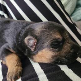 Boy 4 - Black and red male German Shepherd puppy in Coatesville, Pennsylvania from Jessica's German Shepherds