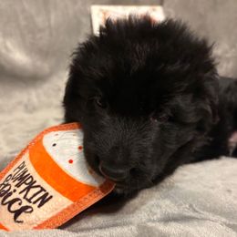 Harry - Black male German Shepherd puppy in Aurora, Illinois from Fairhaven German Shepherds