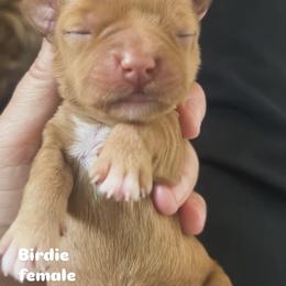 Birdie - Apricot female Australian Labradoodle puppy in Chuluota, Florida from Delano Australian Labradoodles
