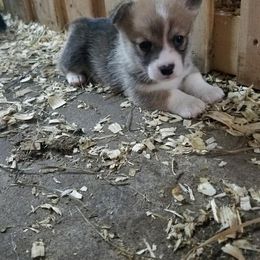Pembroke Welsh Corgi Puppies from Sarah McConnell