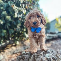 Cinder - Red  male Goldendoodle puppy in Shingle Springs, California from Kindred Oak Goldendoodles