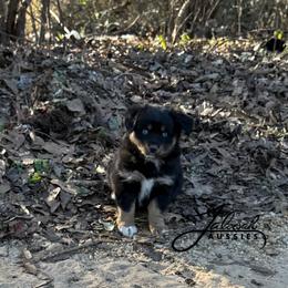 Joy - female Miniature Australian Shepherd puppy in Lumberton, Mississippi from Talowah Aussies