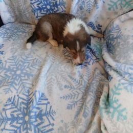 Harly - Sable and white female Collie puppy in St Stephens, Wyoming from Desert Kennels