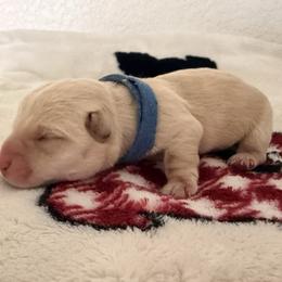 Bandit - Wheaten male Scottish Terrier puppy in Victorville, California from Santas Scotties