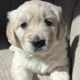 Golden Retriever Puppies from Vollbach Farm