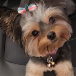 Yorkshire Terrier Puppies from Jackie Jenny’s Precious Yorkies