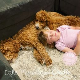 Australian Labradoodle, Double Doodle, Goldendoodle, and Labradoodle Puppies from Lake Mountain Doodle