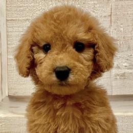 Bernedoodles, Goldendoodles, and Havapoos from Kruger Doodles
