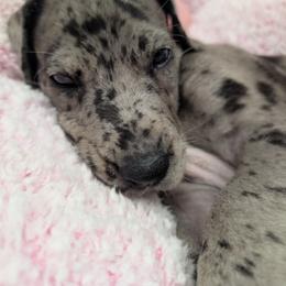Ziggy - Merle male Great Dane puppy in Brooksville, Florida from Follow My Lead Great Danes
