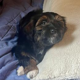 Orange boy - Black and tan brindle male Havanese puppy in Arlington, Washington from Havanese With Love Breeding Co.
