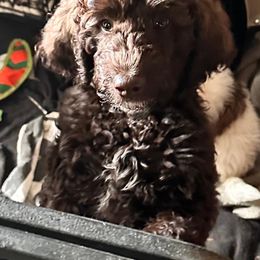 Boy 4 - Goldendoodle puppy from Sandy’s Goldendoodles