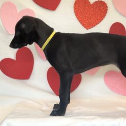 Girl 3 - Black Greyhound puppy in St. Louis, Missouri from Velocitas Greyhounds