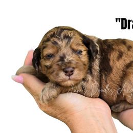 Dracula - Red merle male Aussiedoodle puppy in Cleveland, Georgia from Jam's Doodles And Poodles