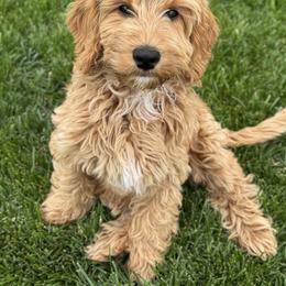 Ginny - Red female Australian Labradoodle puppy in Newdale, Idaho from Grand Peaks Labradoodles