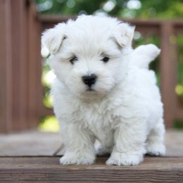 West Highland White Terrier Puppies from The West Acres