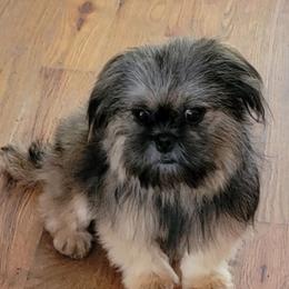 Sebastian - Brindle male Shih Tzu puppy in Cartersville, Georgia from 100 Acre Woods Shih Tzu Plantation
