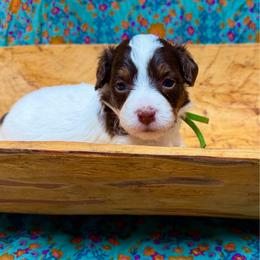 Moon (green) - Red tri-color female Aussiedoodle puppy in Watertown, Wisconsin from Little Bear Paws Aussiedoodles