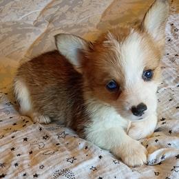 Maisy - Sable female Pembroke Welsh Corgi puppy in Checotah, Oklahoma from Skoal Creek Corgi's