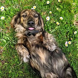 Velvet - Dachshund