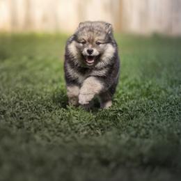 Finnish Lapphund Puppies from Moonshot Finnish Lapphunds