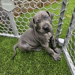 Grey - Blue Great Dane puppy in Garner, North Carolina from Gentle Giant Danes, LLC