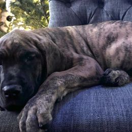 Girl 1 - Brindle Great Dane puppy in Wisconsin from Starry Night Great Danes