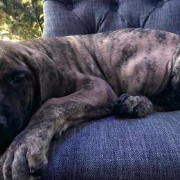 Girl 1 - Brindle Great Dane puppy in Wisconsin from Starry Night Great Danes