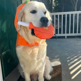 Golden Retriever Puppies from Candy Rock Golden Retrievers