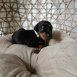 Stella (white) - Black and rust female Doberman Pinscher puppy in Hamilton, Ohio from Little Dragon Dobermans