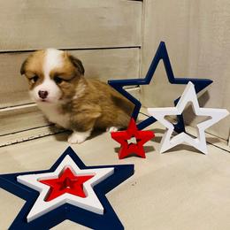 Kolt - White and red male Pembroke Welsh Corgi puppy in Cashion, Oklahoma from Shabby Chic Corgis