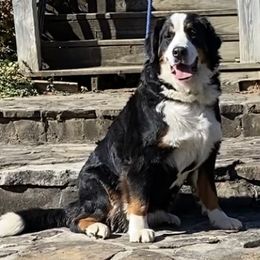 Gia - Bernese Mountain Dog