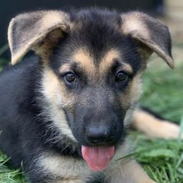 German Shepherds from Fair Fields Farm