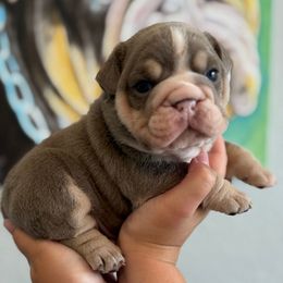 Boy 4 - Lilac tri-color male Bulldog puppy in Lakeland, Florida from Bulldog Chronicles