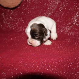 Glinda - Brown and white female Cocker Spaniel puppy in Hickory, North Carolina from Home Grown Cocker Spaniels