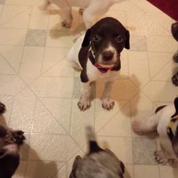Red collar - Liver and white female German Shorthaired Pointer puppy in Riverdale, Michigan from Ninemire Farm