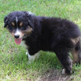 Dallas - Black tri-color male Australian Shepherd puppy in Kansas, Oklahoma from Windy G Farm