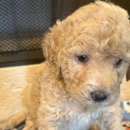 Goldendoodles from Maggnificent Doodles