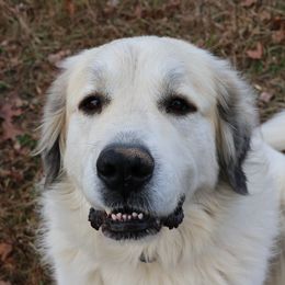 Artie - Great Pyrenees