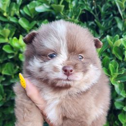 Hiccup - Chocolate merle male Pomeranian puppy in Sacramento, California from Melodyland's Beautiful Pomeranians